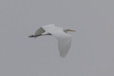Grande Aigrette