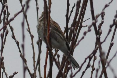 Bruant des roseaux