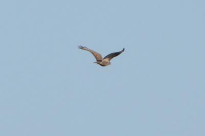 Buse variable
