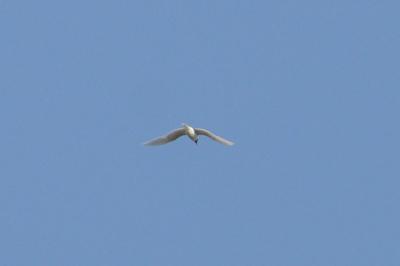 Mouette mélanocéphale