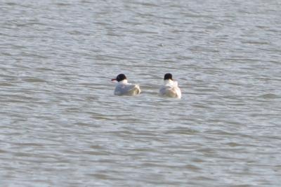 Mouette mélanocéphale