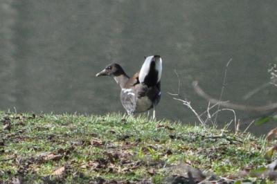 Poule-d'eau