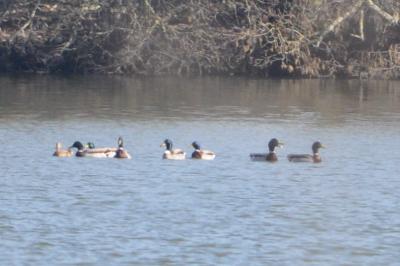 Canard colvert