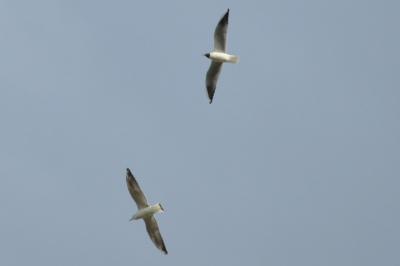 Mouette rieuse