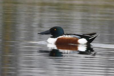 Canard souchet