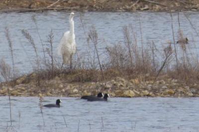 Grande Aigrette