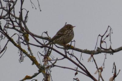 Pipit farlouse