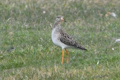 Calidris pugnax