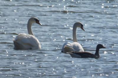 Cygne tuberculé