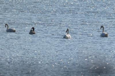 Cygne tuberculé