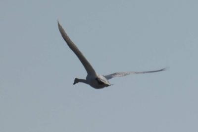 Cygne tuberculé