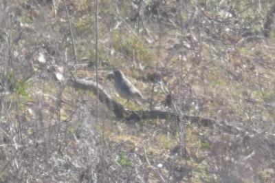 Pipit spioncelle
