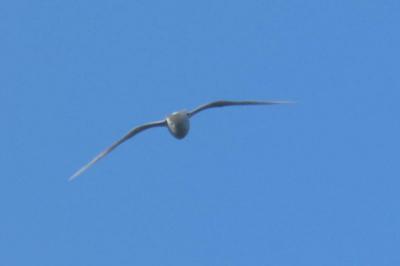 Mouette mélanocéphale