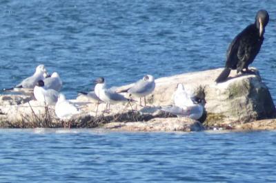 Mouette mélanocéphale