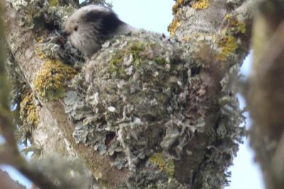 Aegithalos caudatus