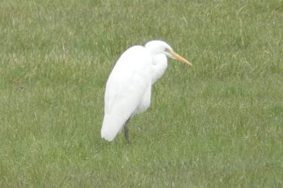 Grande Aigrette