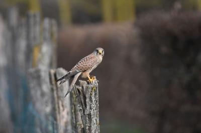 Falco tinnunculus