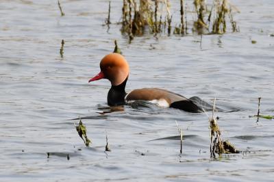 Nette rousse