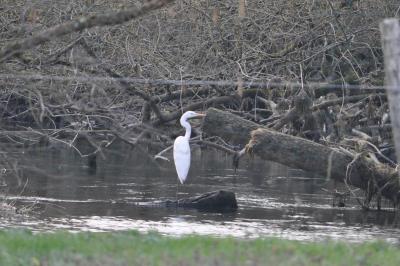 Grande Aigrette