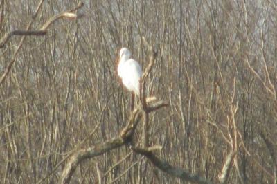 Aigrette garzette