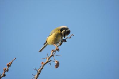 Mésange bleue