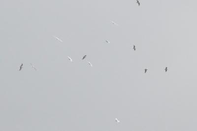 Mouette mélanocéphale