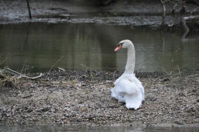 Cygne tuberculé