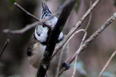 Mésange huppée