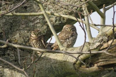 Athene noctua
