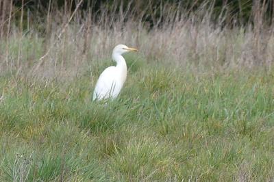 Bubulcus ibis