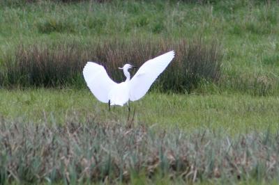 Aigrette garzette