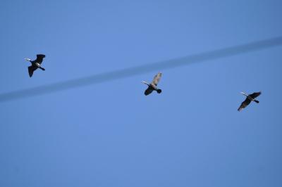 Grand Cormoran