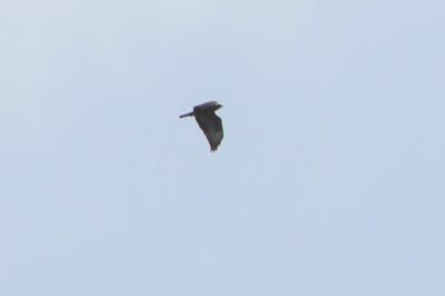 Buse variable