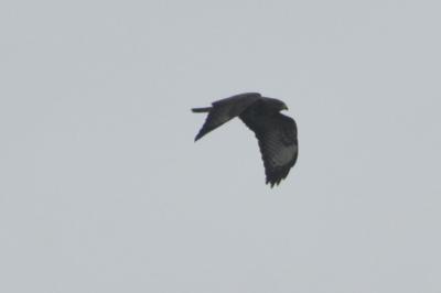 Buse variable