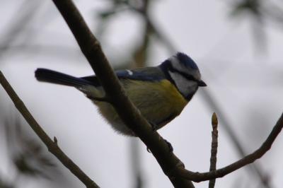 Mésange bleue
