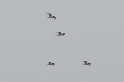 Mouette mélanocéphale