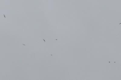 Mouette mélanocéphale