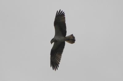Balbuzard pêcheur