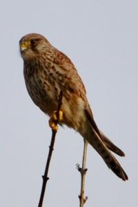 Faucon crécerelle