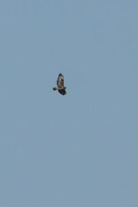 Buse variable