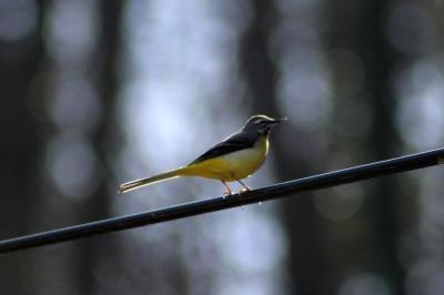 Bergeronnette des ruisseaux
