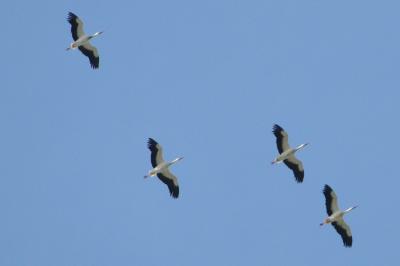 Cigogne blanche