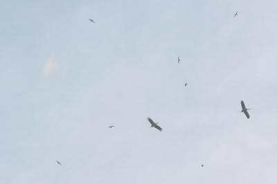 Mouette mélanocéphale