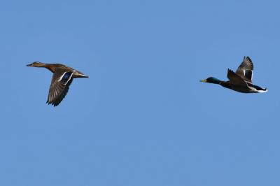Canard colvert