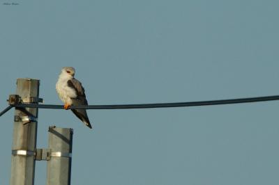 Elanus caeruleus