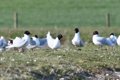 Mouette mélanocéphale