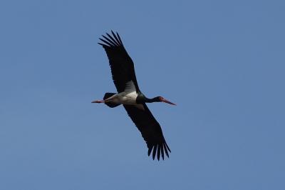 Cigogne noire