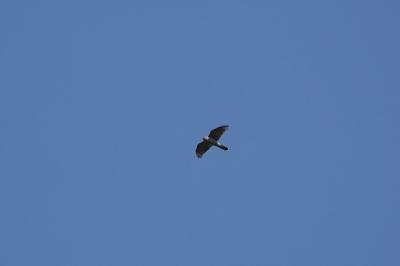 Accipiter gentilis