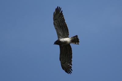 Circaetus gallicus