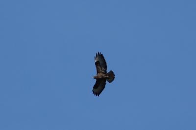 Buse variable